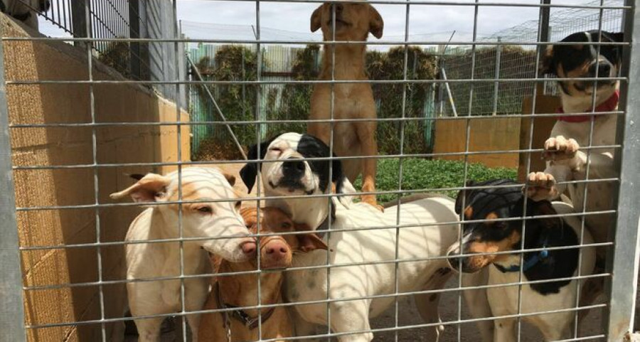 Perrera perros adoptar adopción