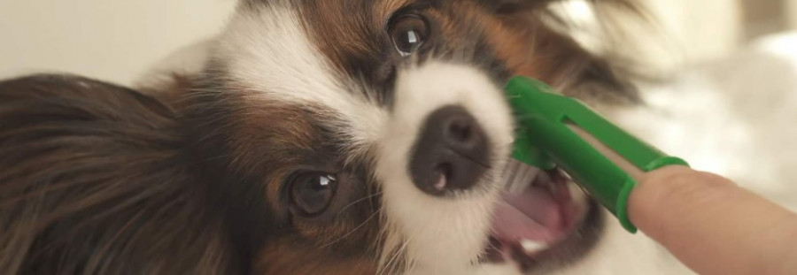Dientes perros higiene bucodental