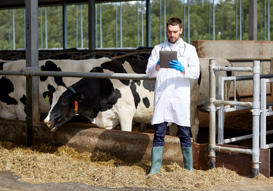 Veterinario vacas ganadería tecnología