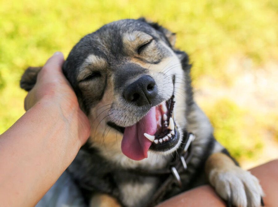 perro feliz caricia