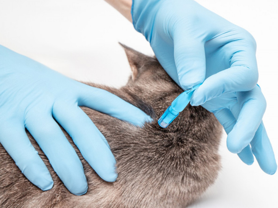 Pipeta antiparasitario gatos