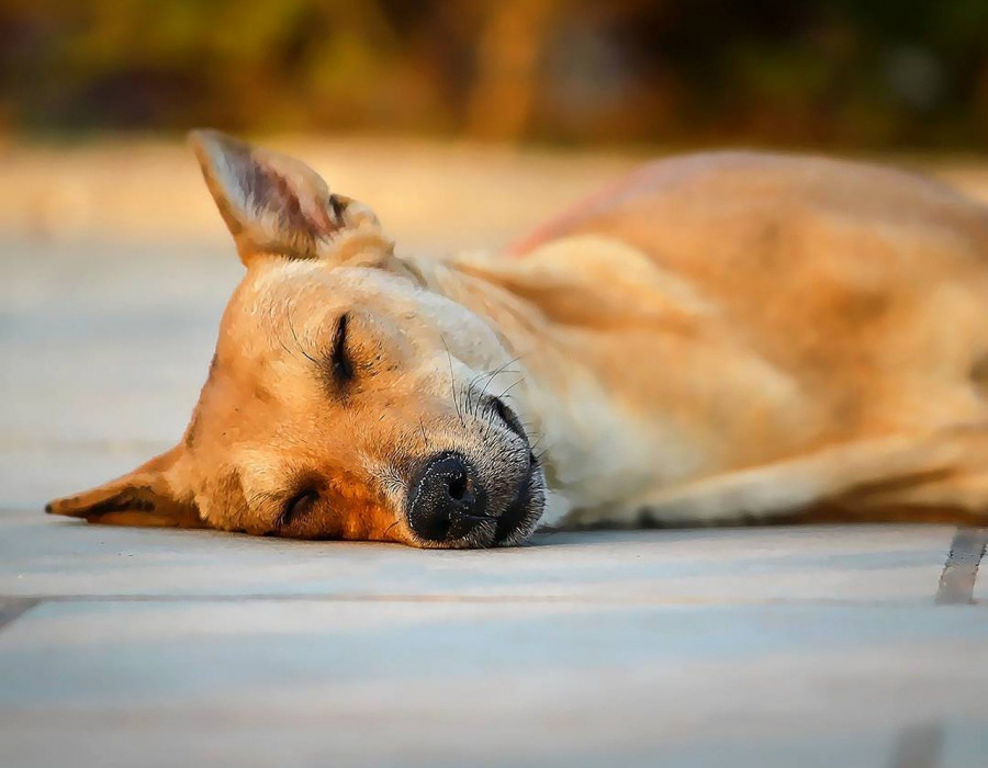 Perro narcolepsia dormido
