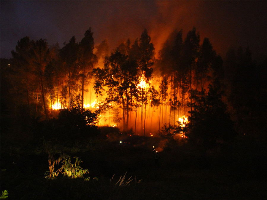 Incendio forestal animales