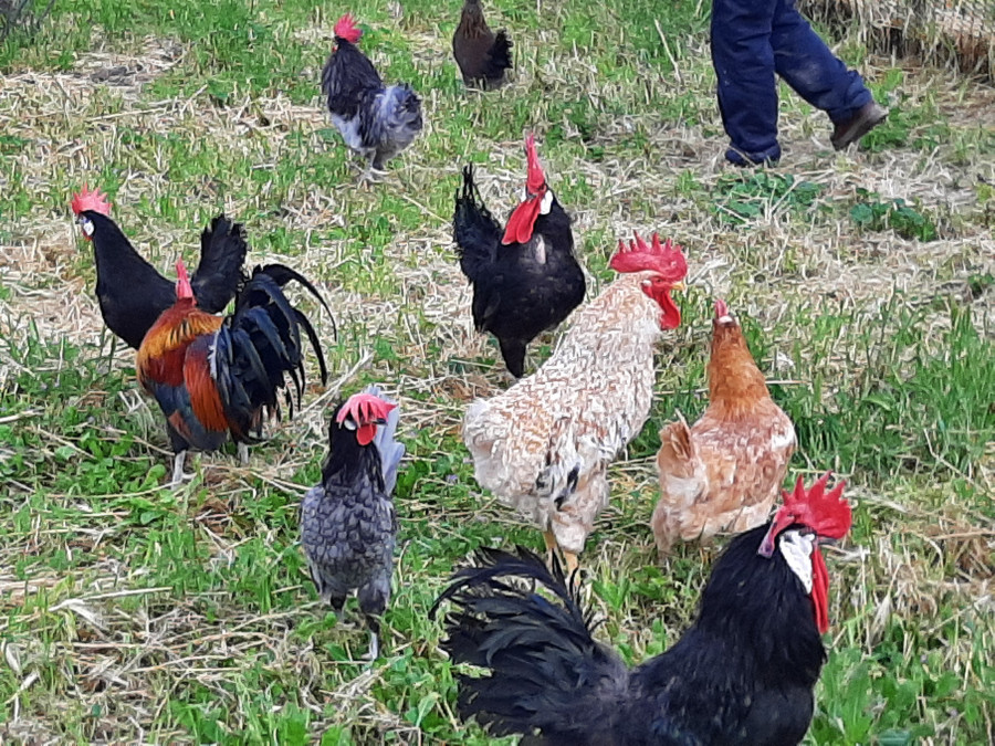 Gallinas Encín