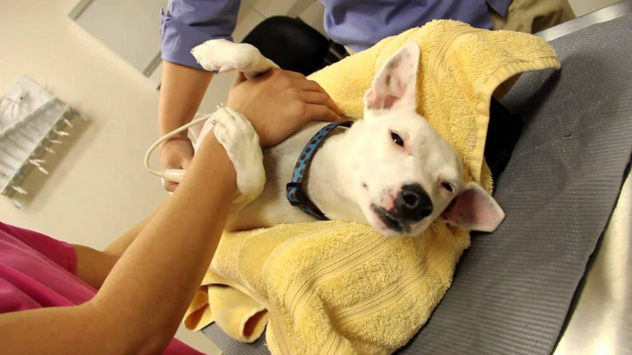 Ecografía perro veterinario eco