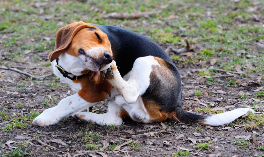 Perro dermatitis