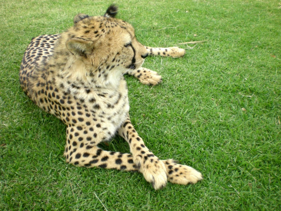 felino mascota exótica