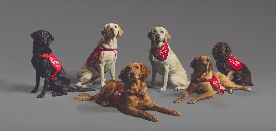 Perros covid