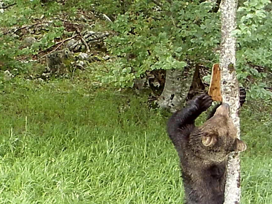 Oso pardo