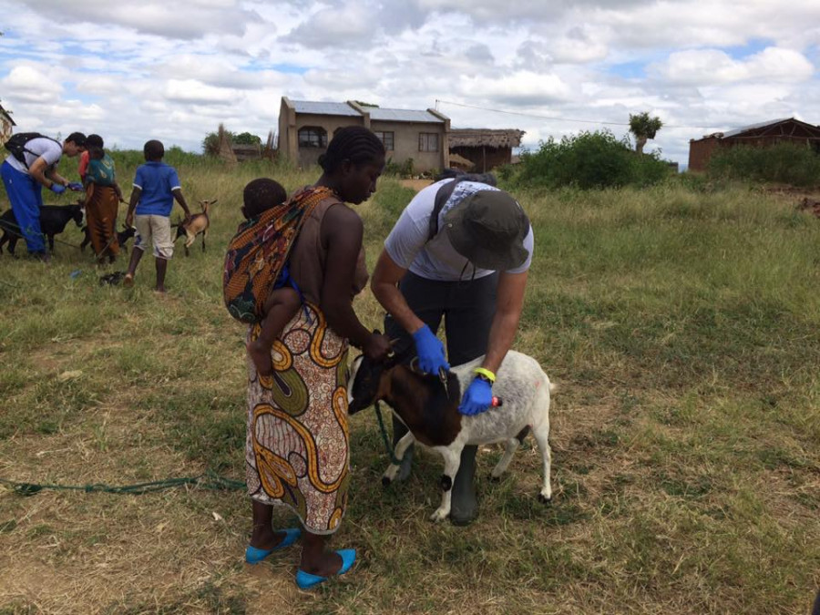 veterinario áfrica