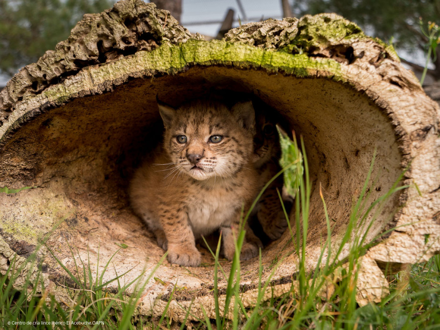 Lince