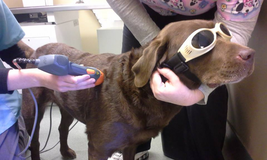 Láser veterinaria