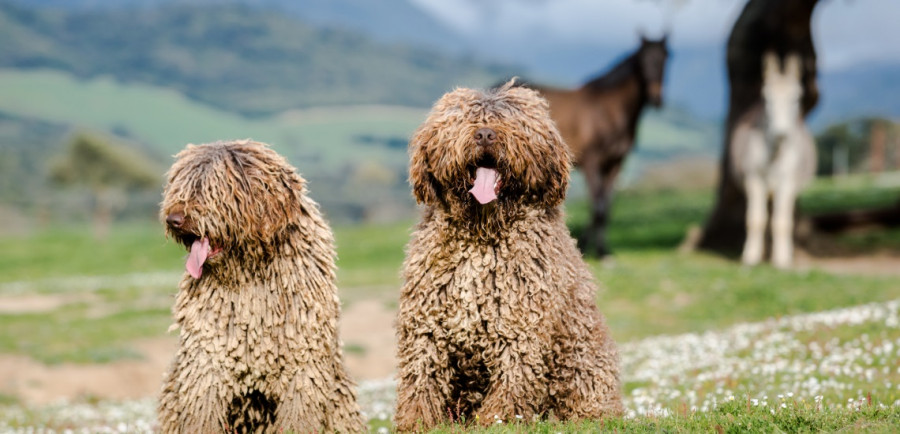 Perro de agua
