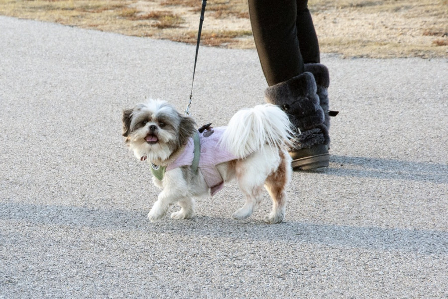 perros andando