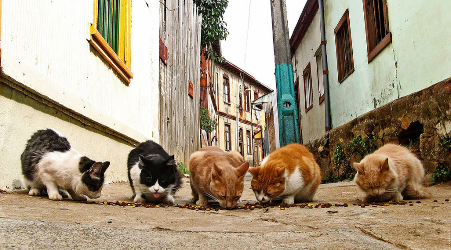 Colonias felinas gatos