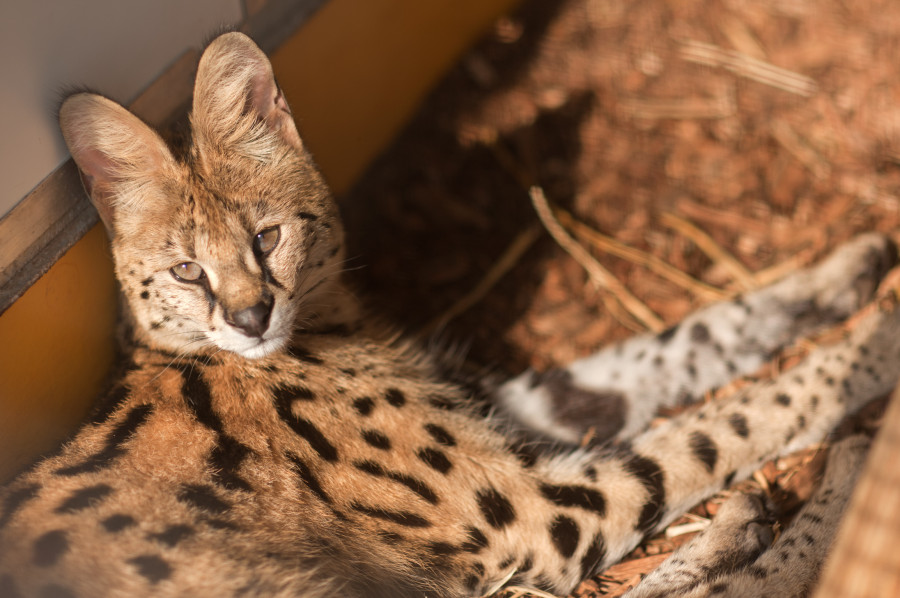 AAP Primadomus   Serval