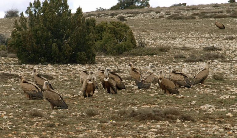 Barbituricos fauna IREC