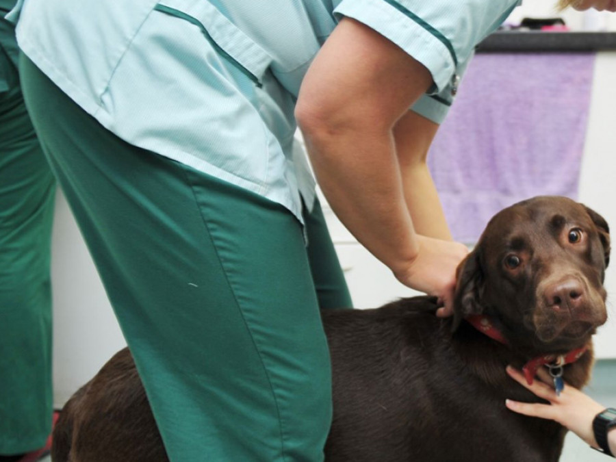 Clínica veterinaria perro