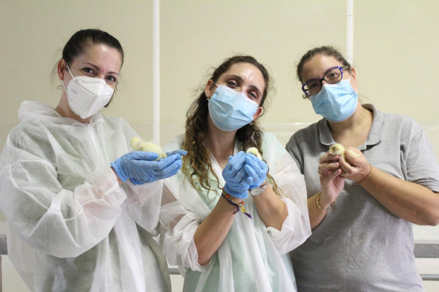 pollos de engorde estudio resistencia antimicrobiana