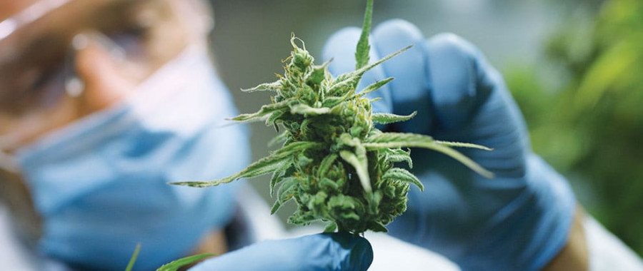 Cannabis veterinaria