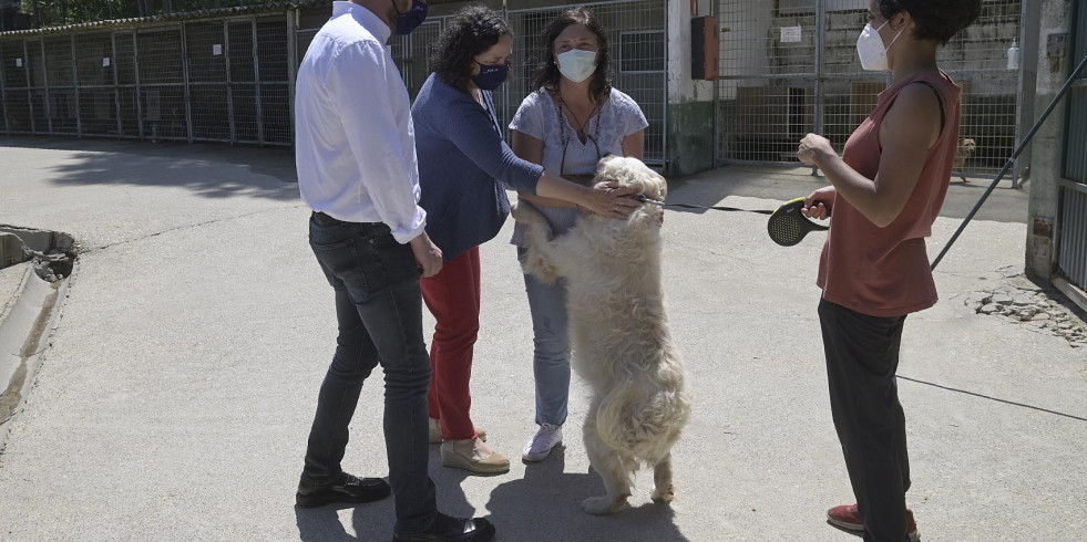 Galicia destina más de 400.000 euros para el cuidado de mascotas abandonadas