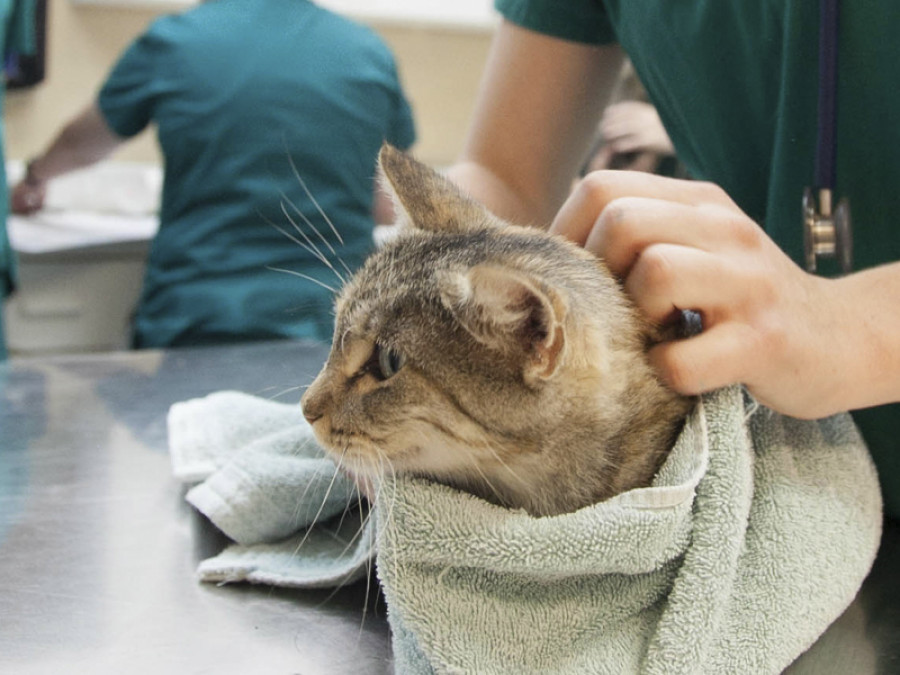Gato veterinaria