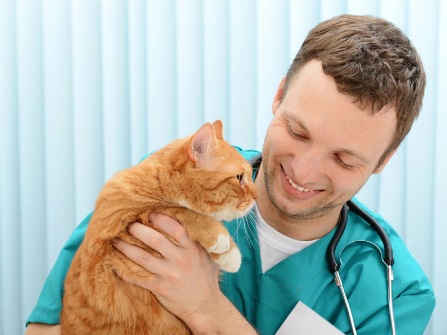 Bienestar animal veterinario gato