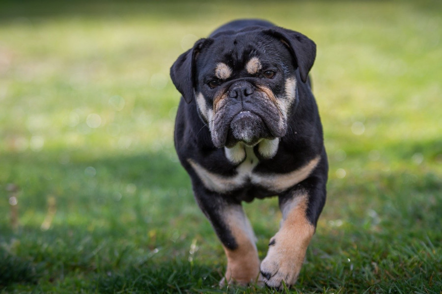 Bulldog