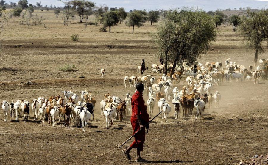 cabras peste pequeños rumiantes