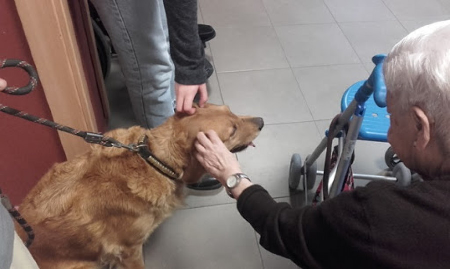 Visitas caninas perros residencias cádiz