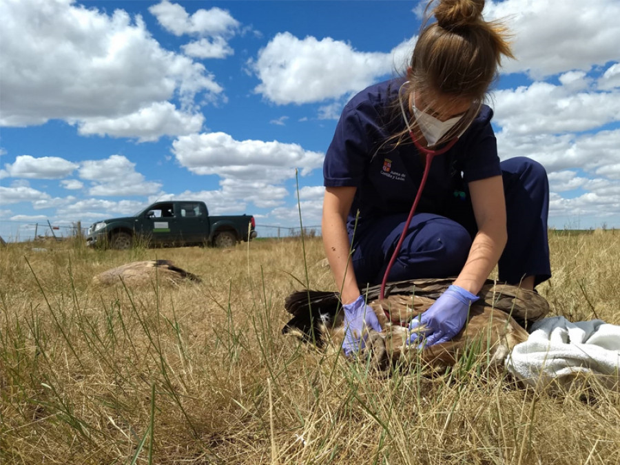 Veterinaria del Centro de Recuperación de Aves Silvestres