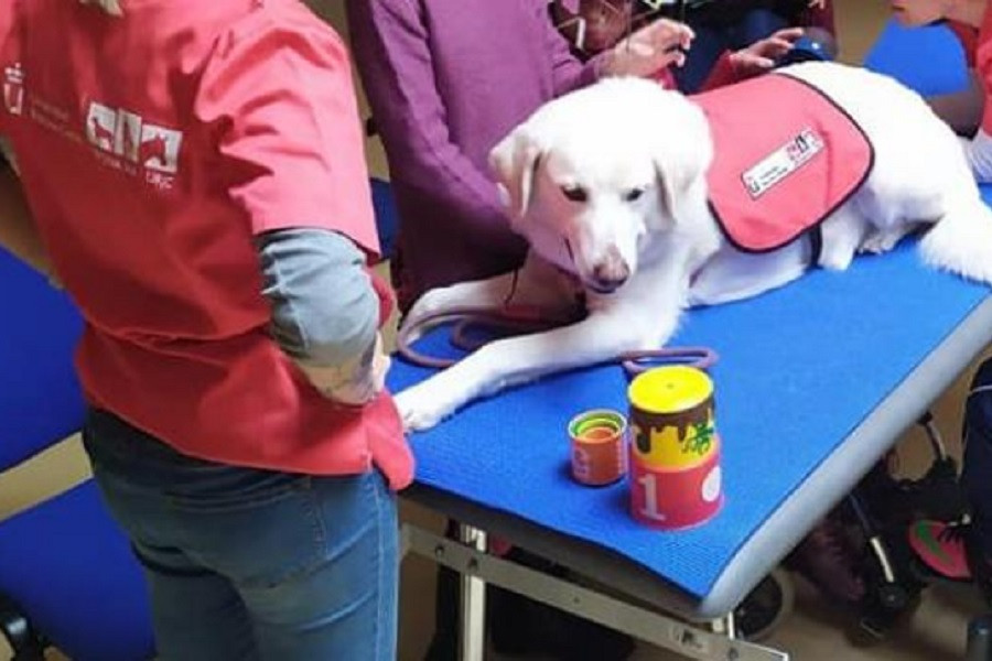 terapia asistida con animales