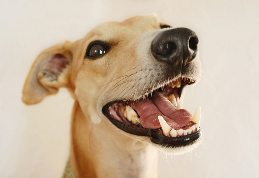 Perros dientes salud bucal