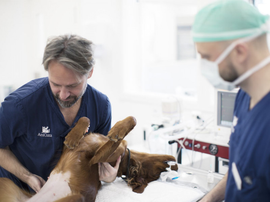 Anicura veterinario