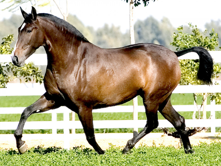 Caballo fiebre del nilo occidental