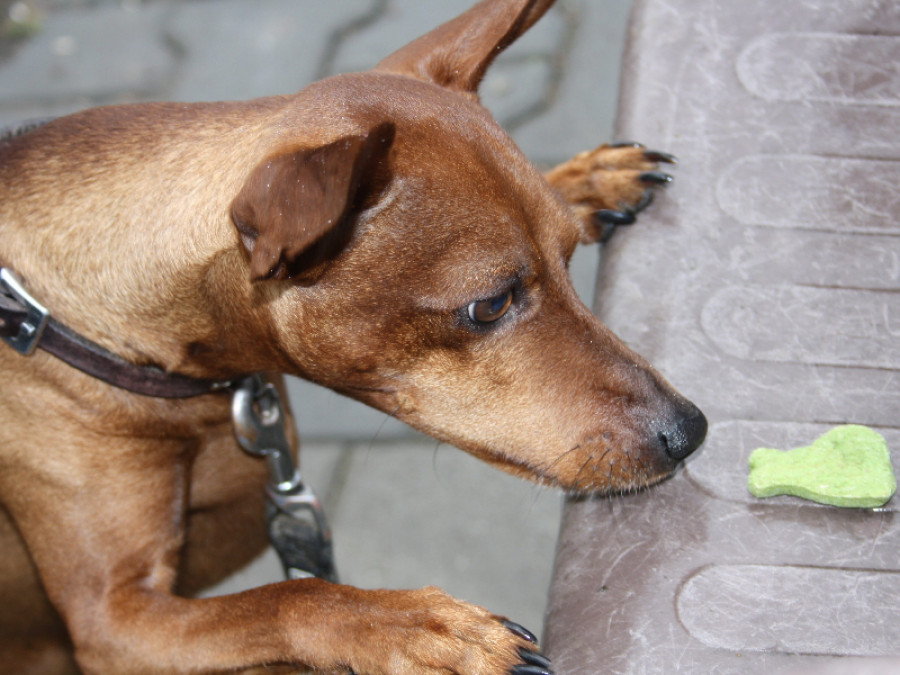 Perro masticable premio