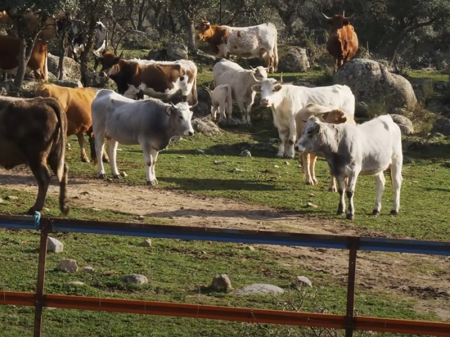Vacas ganadería