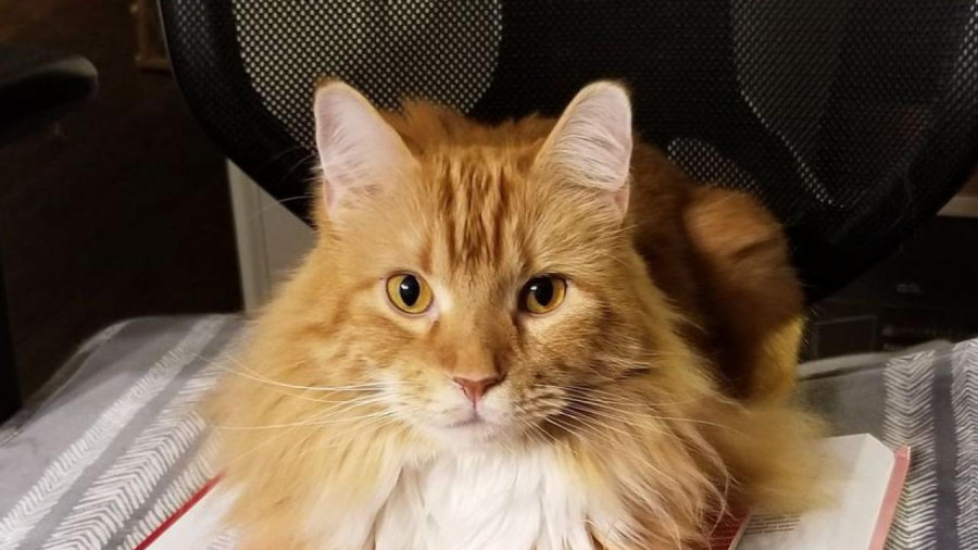 Gato miocardiopatía hipertrófica