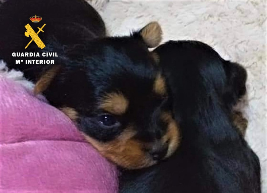 FOTOGRAFÍA SUPUESTOS CACHORROS EN VENTA