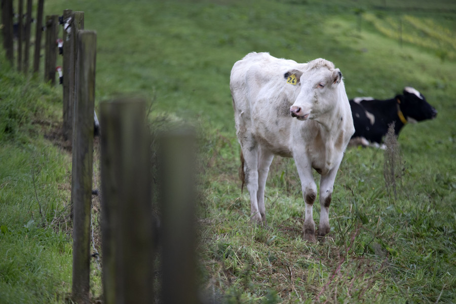 Vacas ganadería galicia