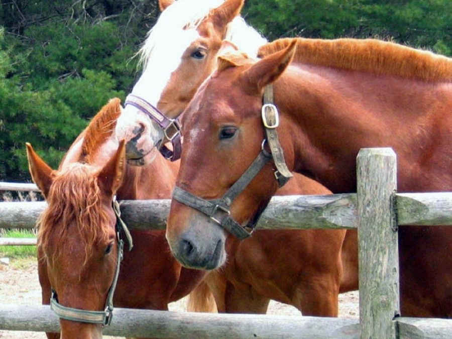 Caballos establo