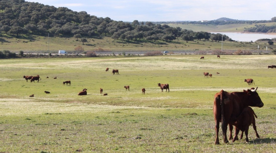 Ganadería andalucía vacas
