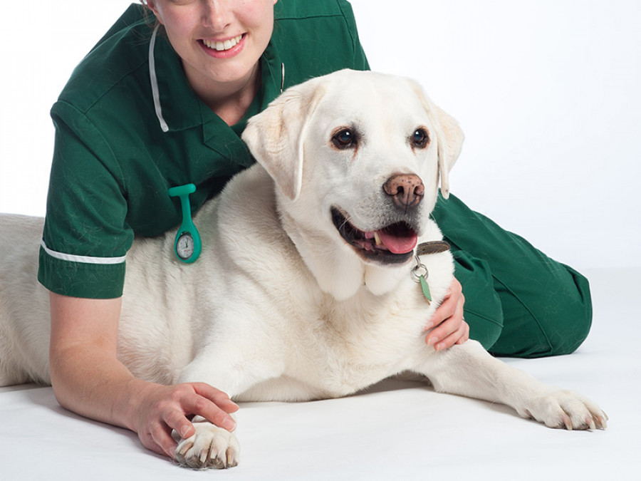 Veterinaria labrador