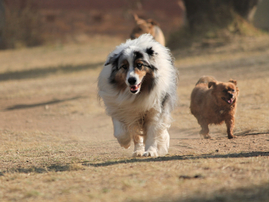 Perros perro corriendo