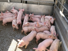Estudian el rotavirus porcino en granjas españolas para mejorar las vacunas