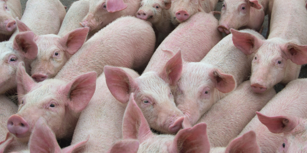 EFSA continúa concienciando sobre la peste porcina africana por Europa