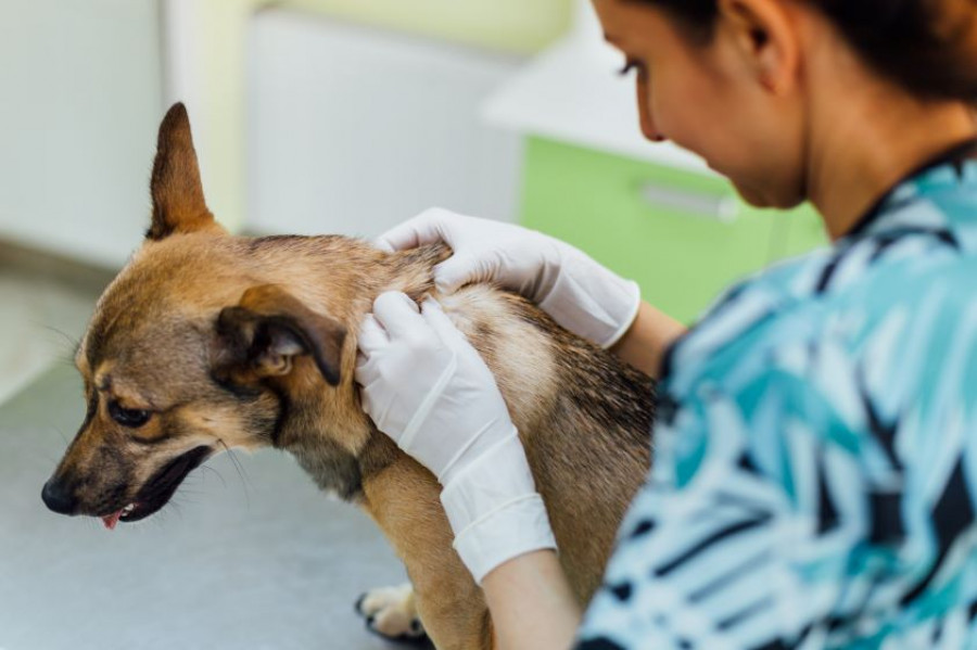 Veterinaria perro