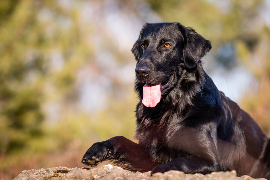 21 7 Veterinarios CLMDía Internacional del Perro