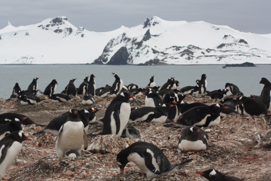 Pinguinos antártida