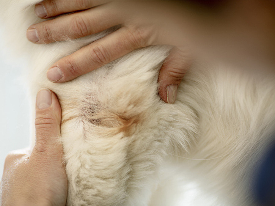 mascotas también pueden sufrir cáncer de piel